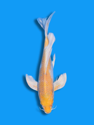 Butterfly Hariwake | Koi&Co.